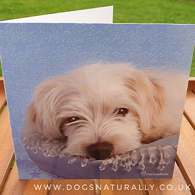 Maltese Rachael Hale Glittery Dog Greetings Card Crystal